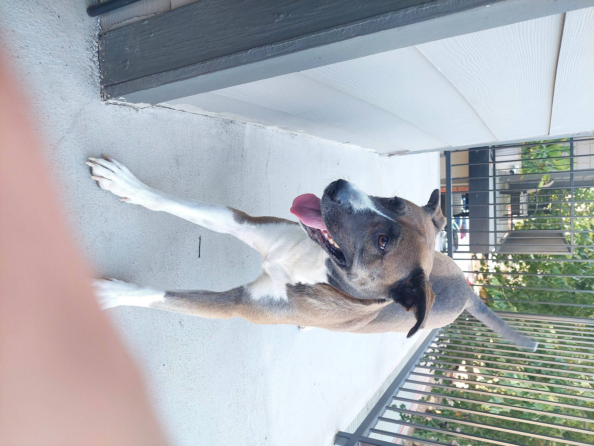 Jewels is registered to the contest to win money with this photo: canidae, carnivore, companion_dog, dog, dog_breed, fawn, fun, house, non_sporting_group, plant, snout, sporting_group, tree, vehicle_door, water, window