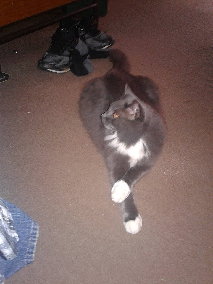 Rascal is registered to the contest to win money with this photo: carnivore, cat, domestic_long_haired_cat, domestic_short_haired_cat, felidae, kitten, norwegian_forest_cat, polydactyl_cat, small_to_medium_sized_cats, tail, whiskers