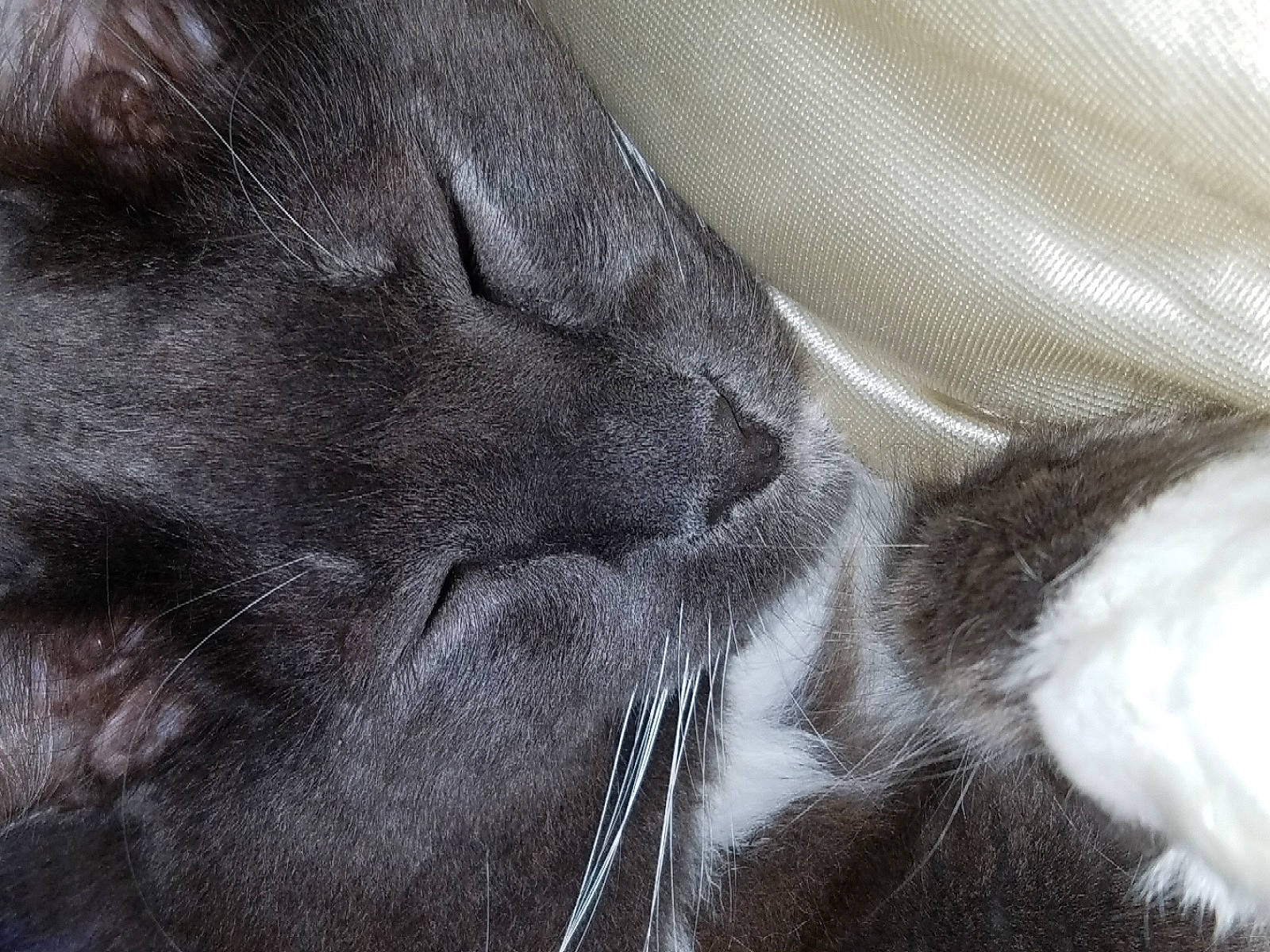 Rascal joined the competition — help win amazing prizes! carnivore, cat, close_up, ear, eye, felidae, fur, kitten, nap, norwegian_forest_cat, nose, photography, sky, sleep, small_to_medium_sized_cats, snout, textile, whiskers