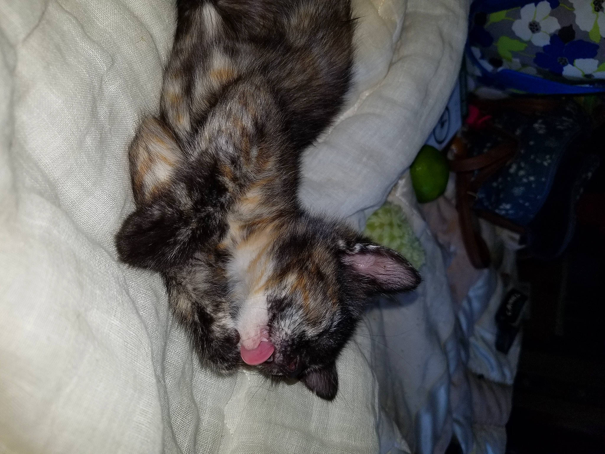 Little Bell joined the competition — help win amazing prizes! carnivore, cat, claw, dragon_li, ear, european_shorthair, facial_expression, felidae, fur, kitten, nap, norwegian_forest_cat, paw, sleep, small_to_medium_sized_cats, snout, tabby_cat, tail, whiskers