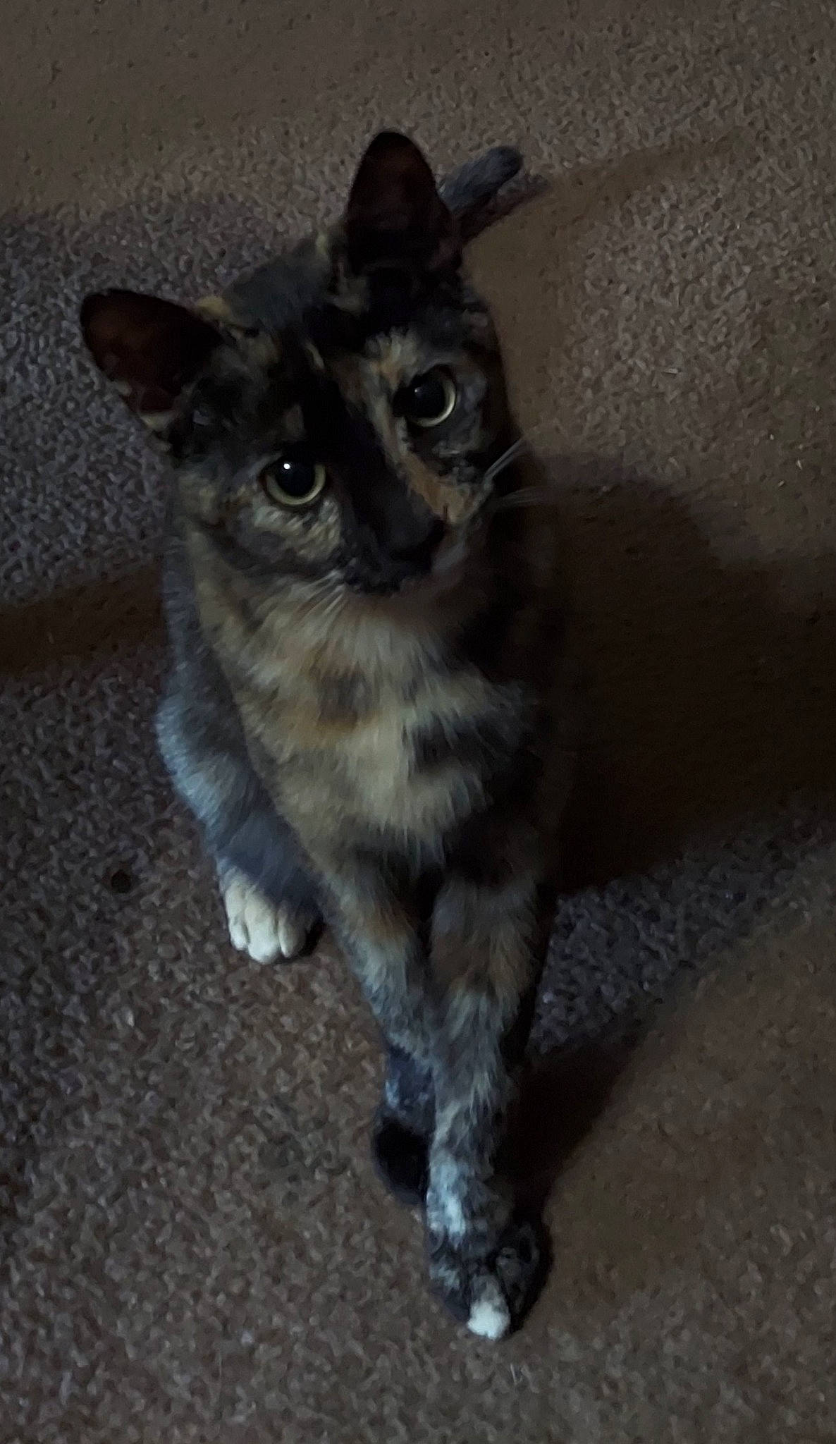 Little Bell joined the competition — help win amazing prizes! black_cat, carnivore, cat, domestic_short_haired_cat, ear, felidae, fur, grey, paw, small_to_medium_sized_cats, snout, tail, terrestrial_animal, whiskers