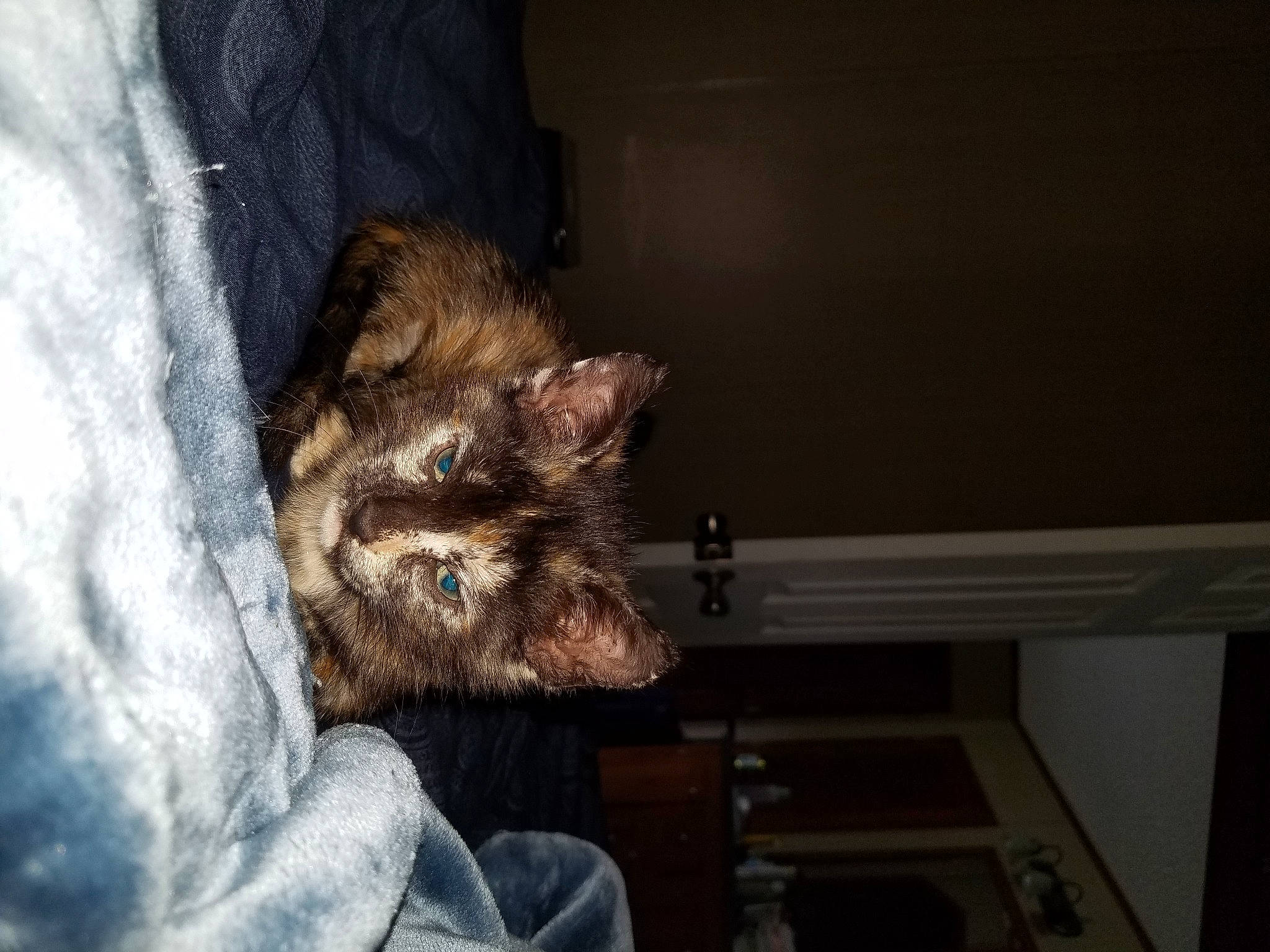 Little Bell is registered to the contest to win money with this photo: cairn_terrier, canidae, carnivore, cat, ear, felidae, fur, small_to_medium_sized_cats, snout, whiskers