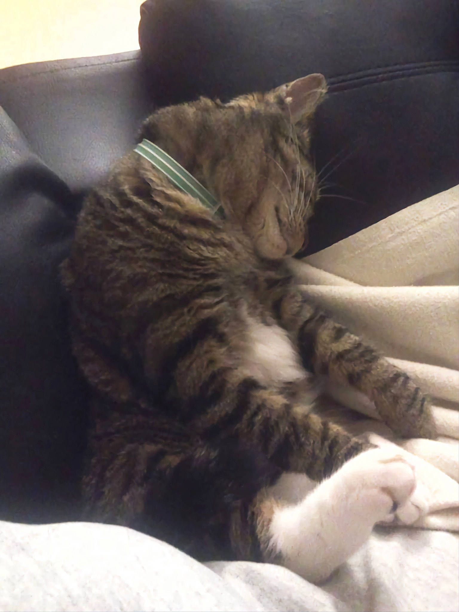 Baby joined the competition — help win amazing prizes! carnivore, cat, claw, comfort, domestic_short_haired_cat, felidae, fur, gesture, grey, human_leg, linens, nap, paw, sleep, small_to_medium_sized_cats, snout, tail, whiskers