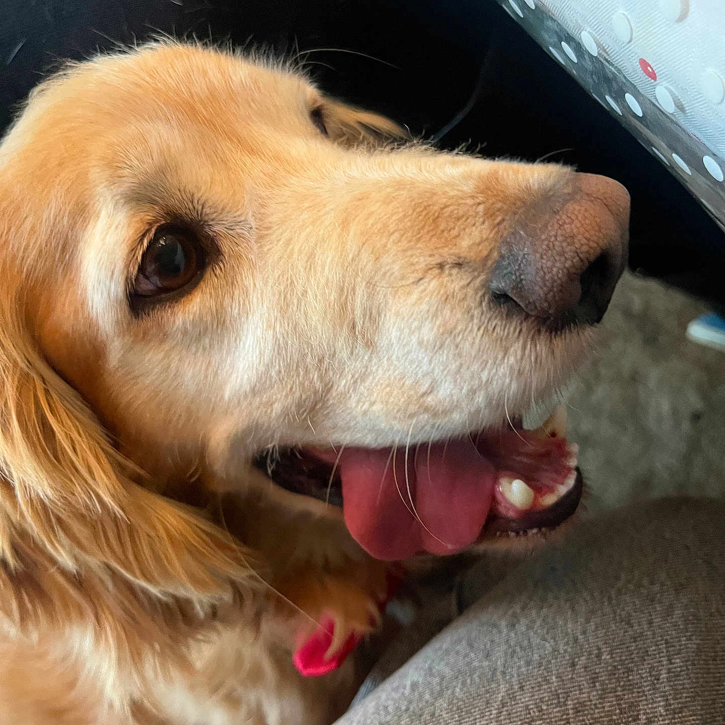 Simba participe au concours pour gagner de l'argent avec cette photo : animal, bodypart, canine, cat, cockerspaniel, dog, goldenretriever, hound, labradorretriever, medication, mouth, person, pet, pill, puppy, snout, teeth, terrier, tongue, whitedog