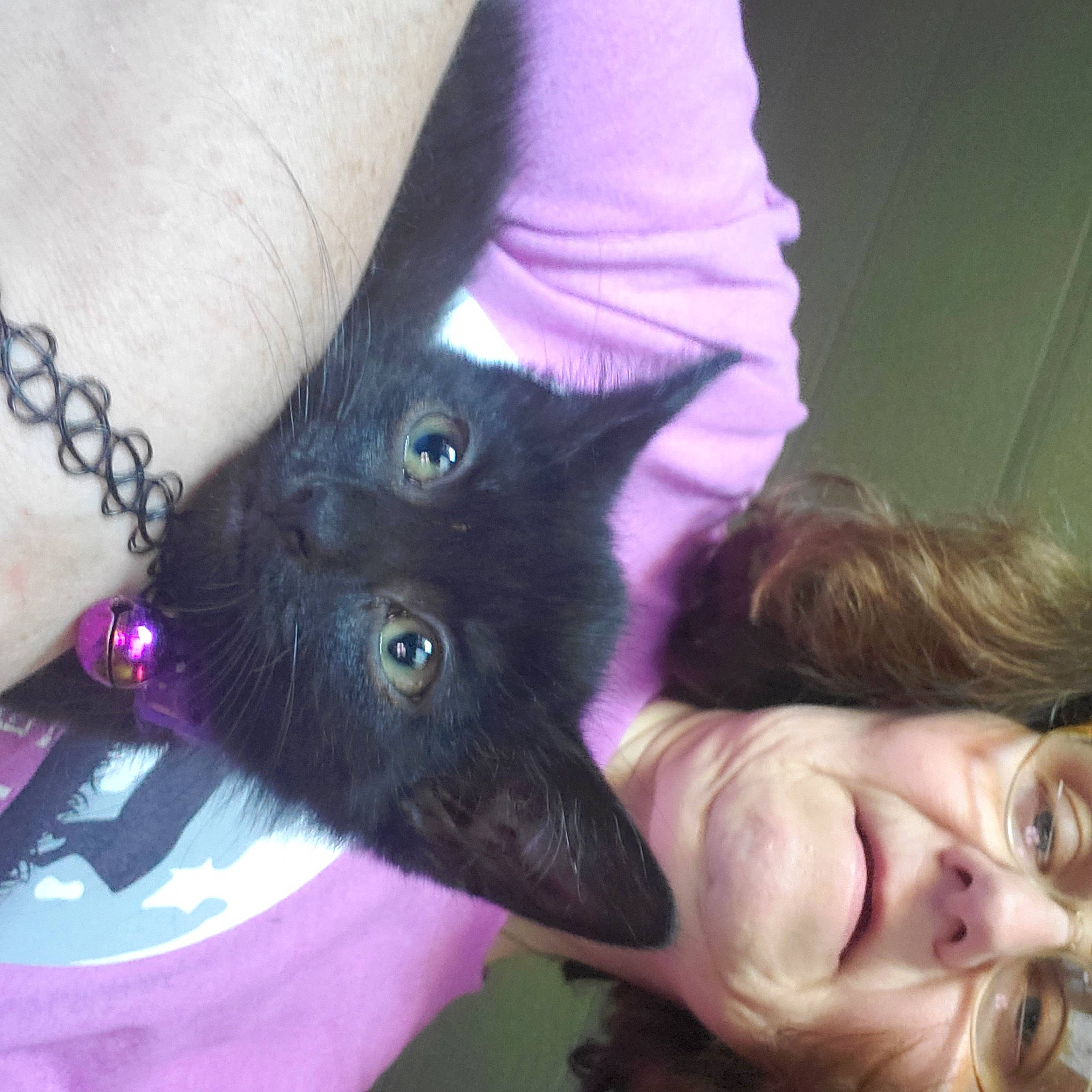 Princess is registered to the contest to win money with this photo: black_cat, bombay, carnivore, cat, comfort, domestic_short_haired_cat, ear, felidae, finger, fur, gesture, mammal, nail, plant, purple, selfie, small_to_medium_sized_cats, snout, tree, whiskers