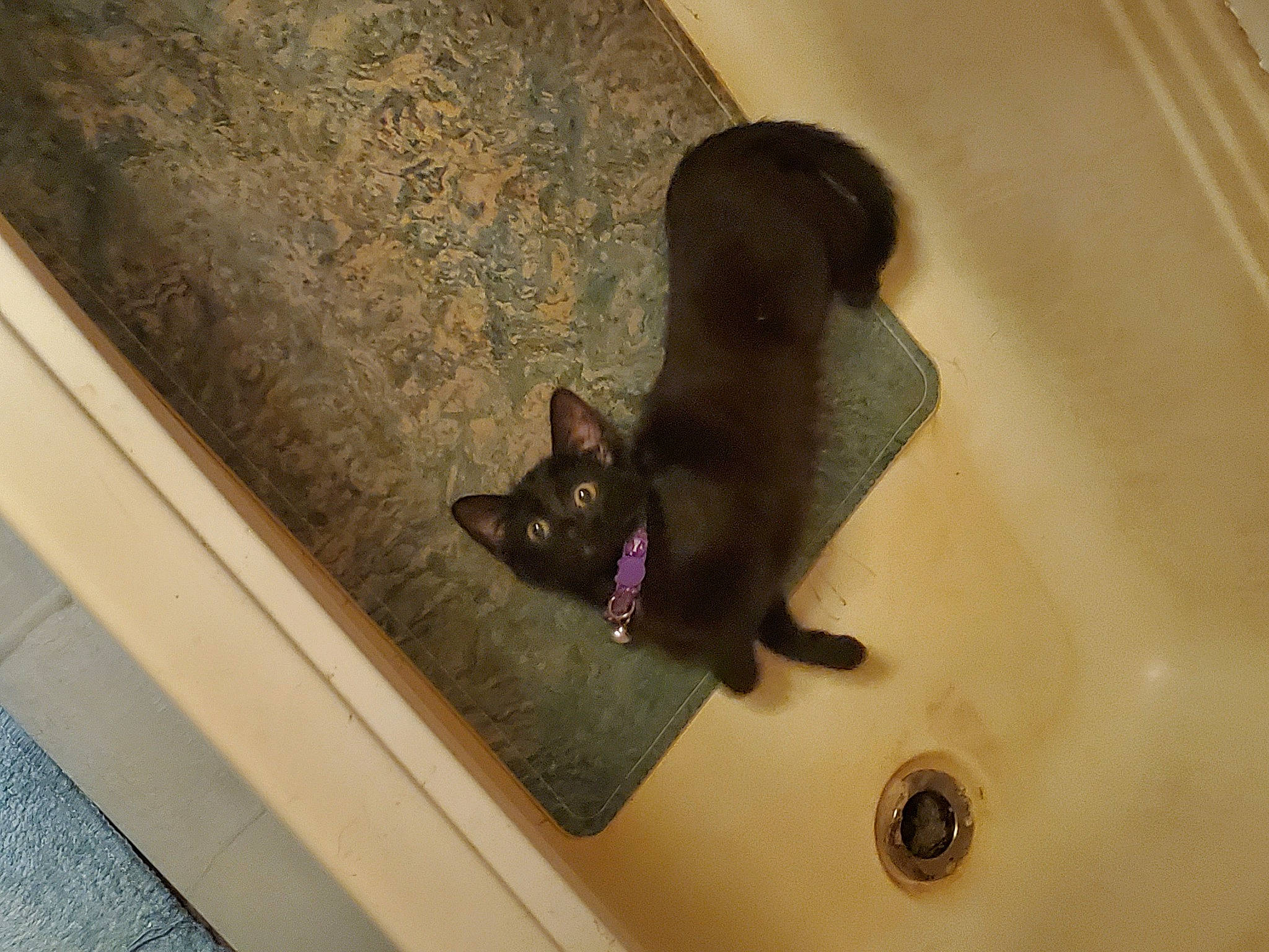 Princess joined the competition — help win amazing prizes! bathroom, bathtub, brown, carnivore, cat, domestic_short_haired_cat, felidae, floor, flooring, hardwood, plumbing, plumbing_fixture, room, small_to_medium_sized_cats, snout, tail, tints_and_shades, wall, whiskers, wood