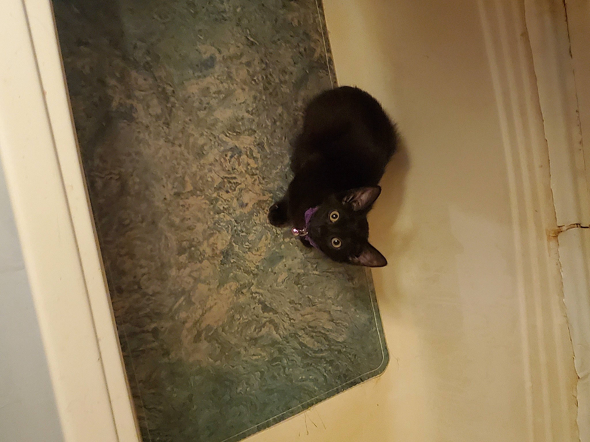 Princess joined the competition — help win amazing prizes! black_cat, bombay, canidae, carnivore, cat, comfort, dog_breed, domestic_short_haired_cat, felidae, floor, flooring, fur, hardwood, room, small_to_medium_sized_cats, snout, sporting_group, tail, whiskers, wood