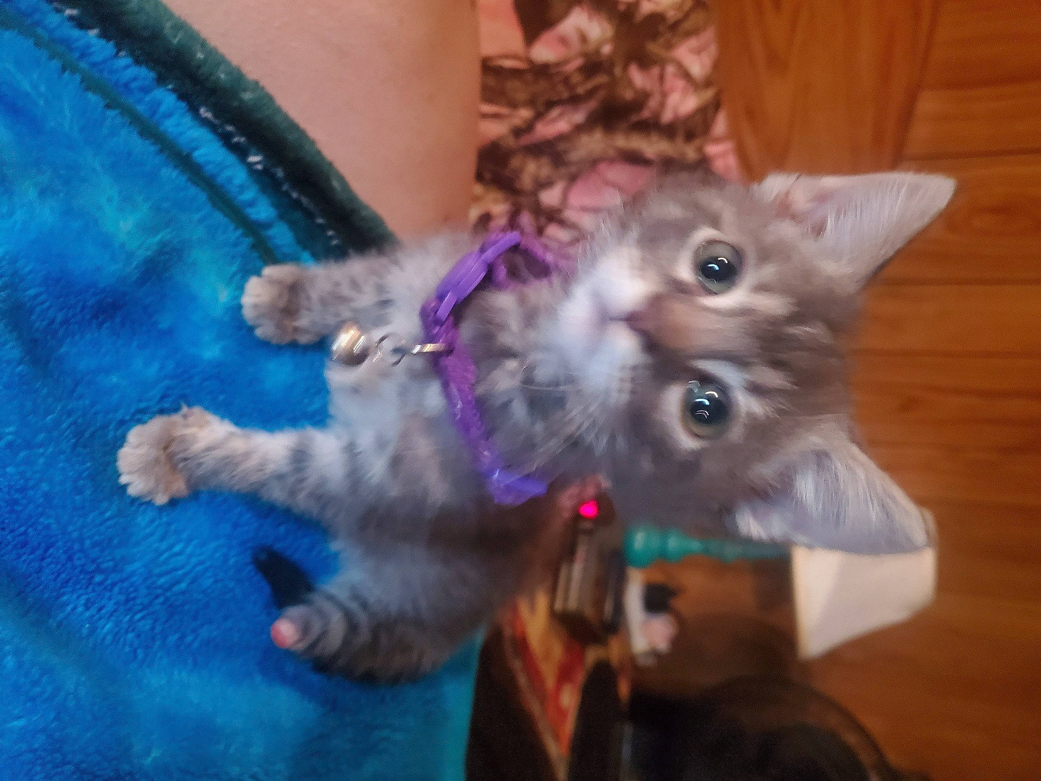 Peanut joined the competition — help win amazing prizes! carnivore, cat, domestic_short_haired_cat, ear, electric_blue, event, fawn, felidae, fur, magenta, paw, small_to_medium_sized_cats, snout, tail, whiskers