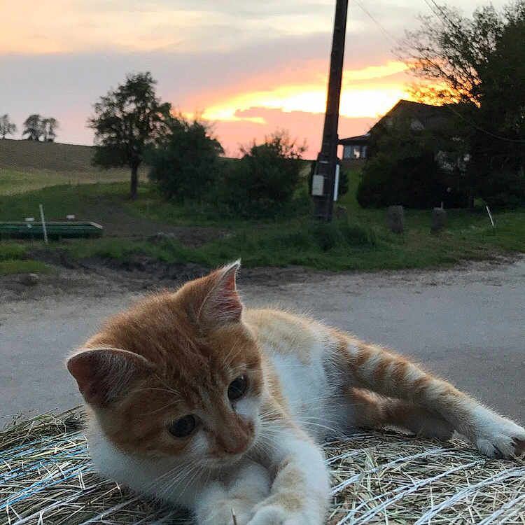 Kenzo participe au concours pour gagner de l'argent avec cette photo : animal, architecture, building, cat, city, grass, kitten, landscape, nature, outdoors, pet, plant, road, shelter, sky, street, tree, urban, utilitypole, vegetation