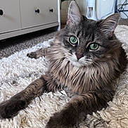 Izzy Wilson joined the competition — help win amazing prizes! cat, fluffy, green_eyes, indoor, carpet, rug, furniture, cabinet, fan, pet, animal, relaxed, closeup, portrait, cozy, home, whiskers, paws, tabby, curious