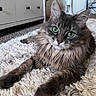 cat, fluffy, green_eyes, indoor, carpet, rug, furniture, cabinet, fan, pet, animal, relaxed, closeup, portrait, cozy, home, whiskers, paws, tabby, curious