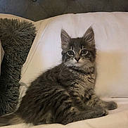 Izzy is registered to the contest to win money with this photo: bed, bedding, cat, couch, cozy, cute, domestic, ears, eyes, fluffy, fur, gray_tabby, indoor, kitten, pet, pillow, portrait, relaxed, sitting, whiskers