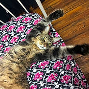 Mustard joined the competition — help win amazing prizes! cat, tabby, stretching, bedspread, skulls, roses, pink, pattern, wooden_floor, indoor, feline, fur, paws, relaxed, pet, animal, closeup, cozy, resting, cute
