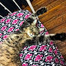 cat, tabby, stretching, bedspread, skulls, roses, pink, pattern, wooden_floor, indoor, feline, fur, paws, relaxed, pet, animal, closeup, cozy, resting, cute