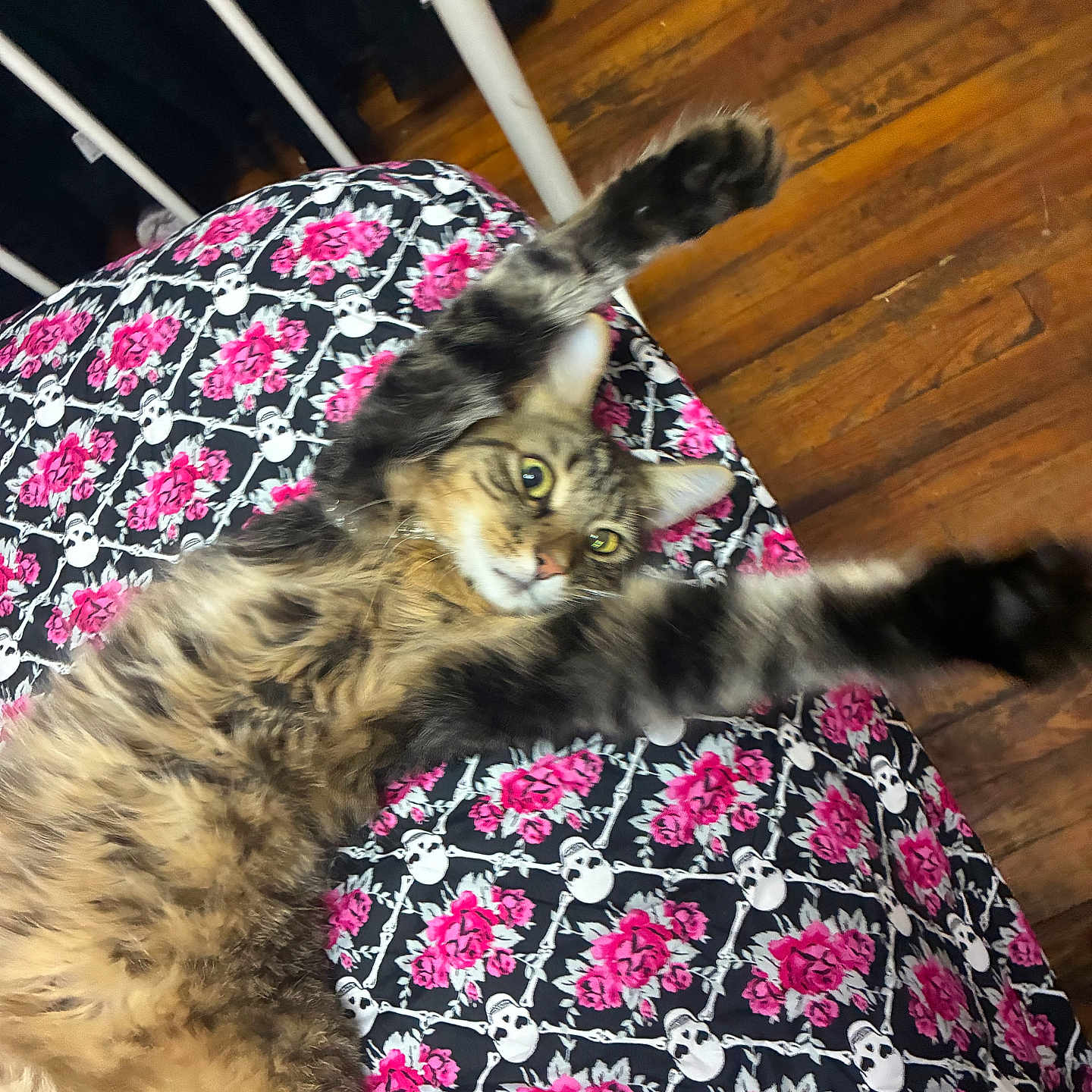 Mustard joined the competition — help win amazing prizes! cat, tabby, stretching, bedspread, skulls, roses, pink, pattern, wooden_floor, indoor, feline, fur, paws, relaxed, pet, animal, closeup, cozy, resting, cute