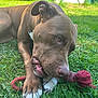 Calie participe au concours pour gagner de l'argent avec cette photo : dog, brown_dog, rope_toy, grass, outdoor, pet, animal, playful, chewing, paws, garden, greenery, daylight, canine, snout, ears, fur, closeup, nature, relaxed