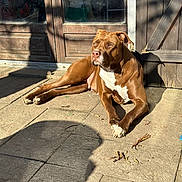 Calie a rejoint le concours — aidez-le/la à gagner de superbes lots ! dog, brown_dog, white_markings, sunlight, patio, concrete_floor, wooden_door, glass_window, shadow, outdoor, relaxed, pet, canine, resting, animal, daylight, quiet, calm, domestic, nature