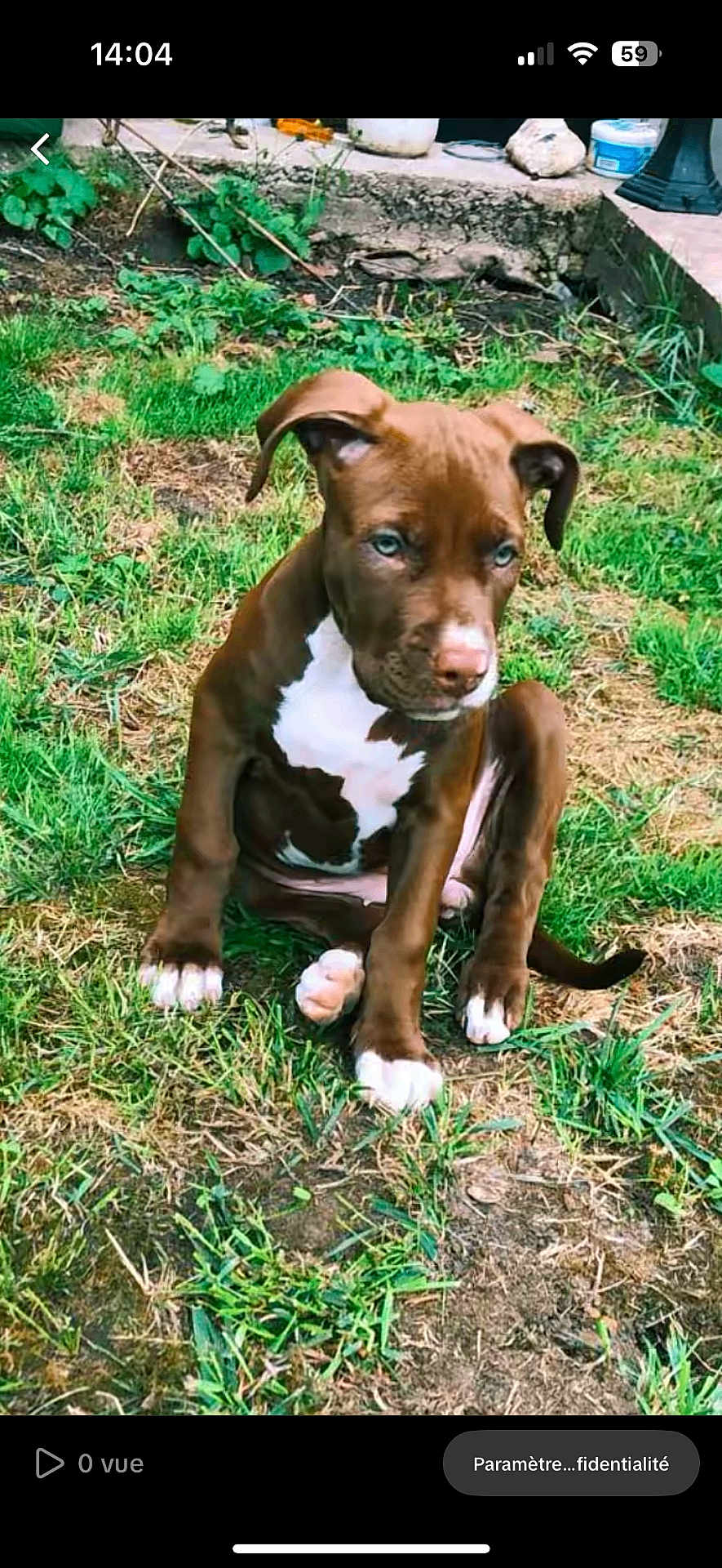 Calie a rejoint le concours — aidez-le/la à gagner de superbes lots ! puppy, dog, brown, white_markings, grass, outdoor, garden, sitting, young_dog, pet, nature, curious, animal, canine, ears, snout, paws, greenery, yard, cute