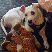 Cracker joined the competition — help win amazing prizes! animal, canine, carpet, cozy, cuddly, cute, dog, domestic_animal, floor, giraffe_toy, harness, indoor, lying_down, pet, plush_toy, relaxed, resting, stuffed_animal, toy, white_dog