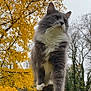 alert, animal, autumn, cat, fall_foliage, fluffy_fur, forest, grey_cat, mammal, nature, outdoor, overcast_sky, pet, seasonal, tree_stump, trees, whiskers, white_paws, wildlife, yellow_leaves