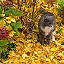 animal, autumn, cat, colorful, fall, fallen_leaves, flowers, fur, garden, gray_cat, green_leaves, leaf_litter, nature, outdoor, pet, plants, seasonal, walking, white_fur, yellow_leaves