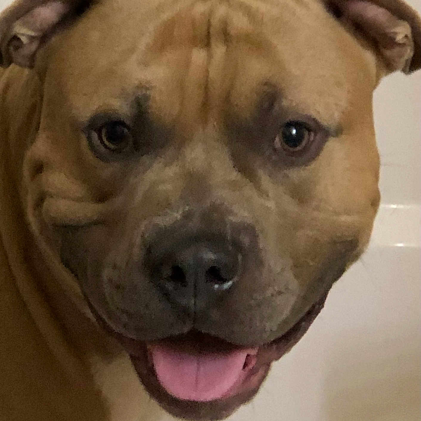 Fatso is registered to the contest to win money with this photo: animal, brown_dog, canine, close_up, companion, cute, dog, domestic_animal, ears, face, friendly, fur, happy, indoor, looking_at_camera, muzzle, pet, portrait, smiling, tongue_out