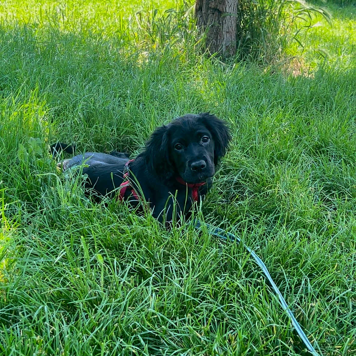 Vénus a rejoint le concours — aidez-le/la à gagner de superbes lots ! animal, canine, dog, field, grass, grassland, green, herbal, herbs, land, lawn, nature, outdoors, pet, plant, puppy, tree, vegetation, woodland, yard