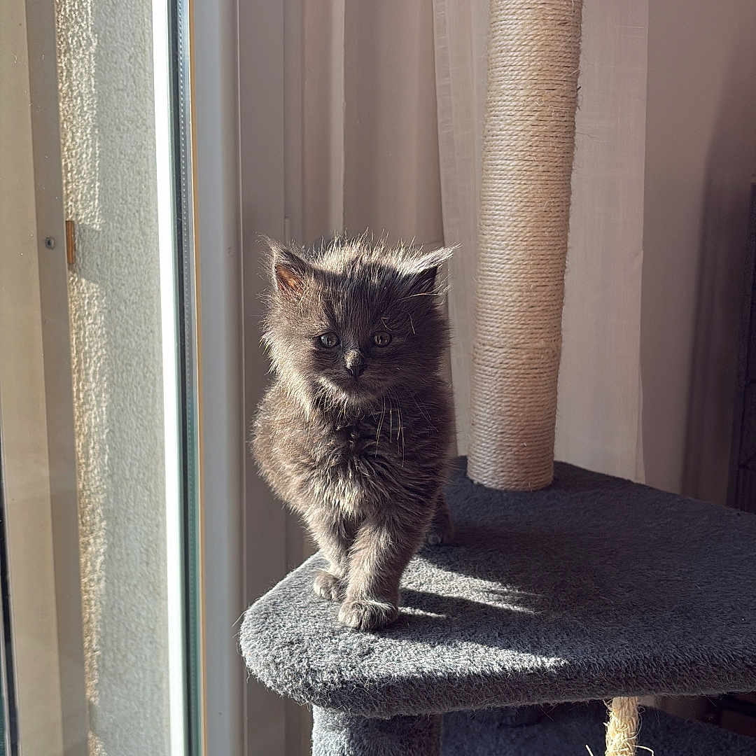 Leon participe au concours pour gagner de l'argent avec cette photo : animal, cat, cat_tree, cute, domestic_cat, feline, fur, gray_fur, home, indoor, kitten, pet, playful, scratching_post, shadow, small, sunlight, whiskers, window, young_animal