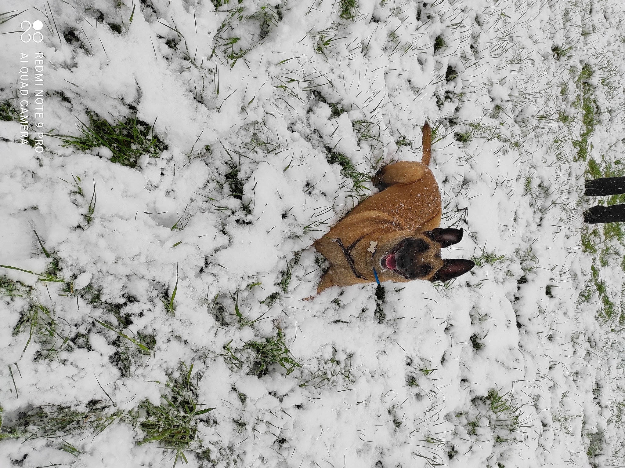 Oana a rejoint le concours — aidez-le/la à gagner de superbes lots ! branch, conifer, event, evergreen, fawn, freezing, frost, fur, grass, groundcover, pattern, plant, snow, tail, terrestrial_animal, tree, trunk, twig, winter, wood