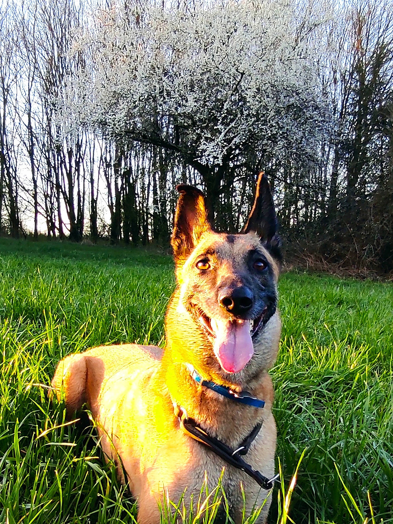 Oana a rejoint le concours — aidez-le/la à gagner de superbes lots ! carnivore, collar, companion_dog, dog, dog_breed, east_european_shepherd, german_shepherd_dog, grass, grassland, happy, herding_dog, people_in_nature, plant, recreation, snout, sporting_group, sunlight, tree, working_dog, yellow