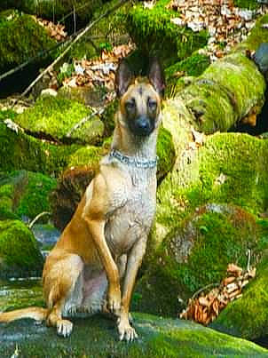 Oana participe au concours pour gagner de l'argent avec cette photo : ancient_dog_breeds, canidae, carnivore, companion_dog, dog, dog_breed, fawn, grass, groundcover, jungle, nature, plant, recreation, snout, sporting_group, tail, terrestrial_animal, terrestrial_plant, wildlife, working_animal