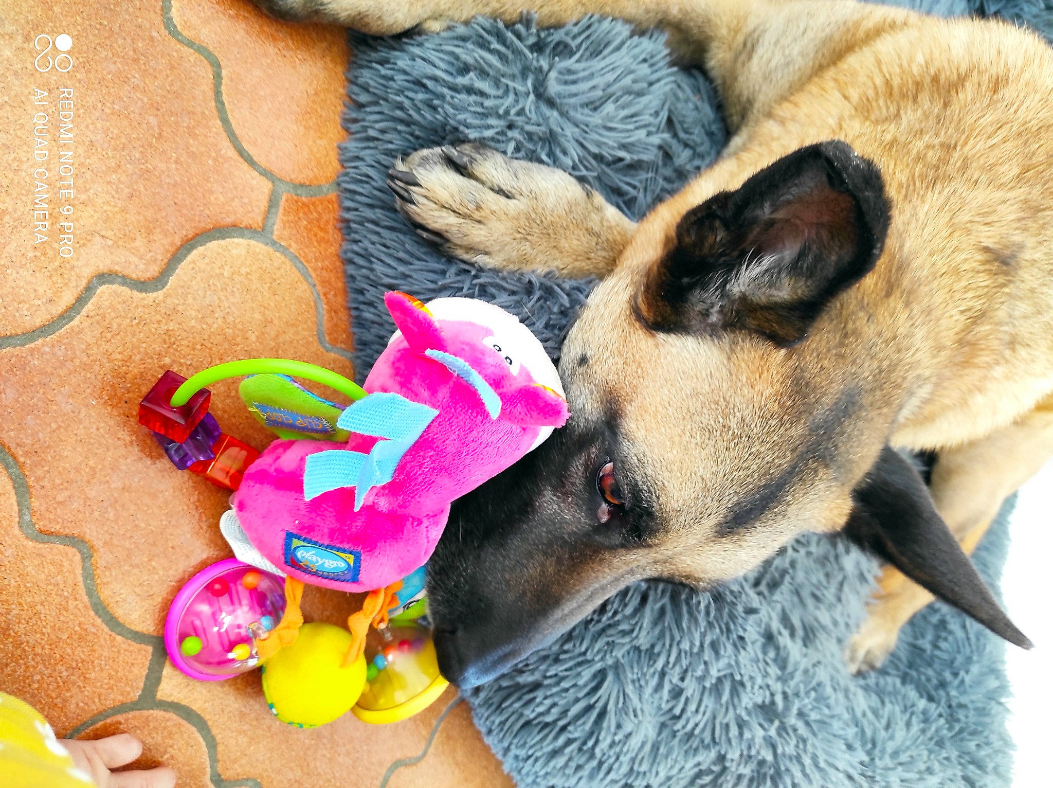 Oana participe au concours pour gagner de l'argent avec cette photo : canidae, carnivore, collar, companion_dog, dog, dog_breed, dog_supply, fashion_accessory, fawn, fur, german_shepherd_dog, happy, paw, pet_supply, sporting_group, stuffed_toy, terrestrial_animal, toy, vertebrate, working_dog