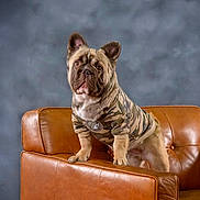 Potato Butt joined the competition — help win amazing prizes! animal, brown, camo_clothing, canine, cute, dog, ears_up, fashion, furniture, hoodie, indoor, leather_chair, looking_up, pet, portrait, posing, puppy, sitting, small_dog, studio