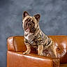 animal, brown, camo_clothing, canine, cute, dog, ears_up, fashion, furniture, hoodie, indoor, leather_chair, looking_up, pet, portrait, posing, puppy, sitting, small_dog, studio