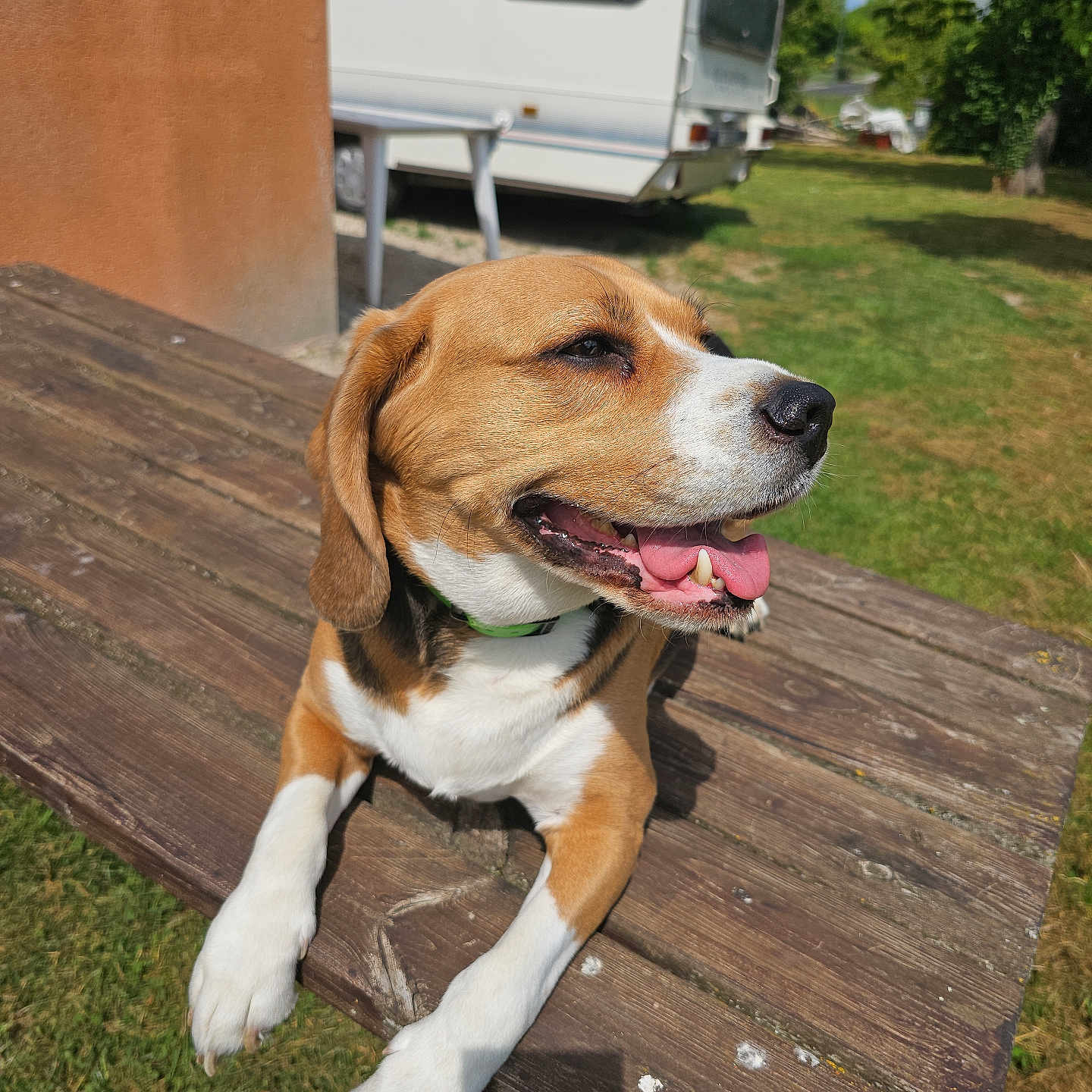 Rio a rejoint le concours — aidez-le/la à gagner de superbes lots ! animal, beagle, canine, caravan, collar, daylight, dog, grass, greenery, happy, mammal, nature, outdoor, pet, picnic_table, relaxed, summer, sunny, tongue_out, wood