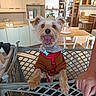 dog, terrier, small_dog, pet, animal, happy, smiling, open_mouth, fluffy, long_hair, brown_fur, gray_fur, wearing_clothes, sweater, harness, shopping_cart, indoors, kitchen, furniture, portrait