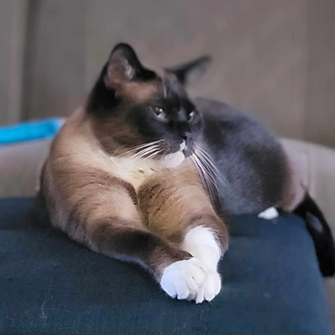 Oscar is registered to the contest to win money with this photo: animal, cat, closeup, cushion, cute, domestic_cat, feline, fur, indoor, mammal, paws, pet, portrait, relaxed, resting, siamese_cat, sitting, sleepy, soft_focus, whiskers