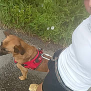 Sully participe au concours pour gagner de l'argent avec cette photo : dog, person, sidewalk, greenery, plants, flowers, harness, shoes, shorts, white_shirt, walking, outdoor, nature, leash, pavement, summer, casual, pet, brown_dog, active