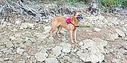 Sully a rejoint le concours — aidez-le/la à gagner de superbes lots ! dog, animal, outdoor, forest, rocks, nature, hiking, canine, pet, red_harness, tongue_out, trees, wildlife, daylight, adventure, standing, landscape, leash, earth, wilderness