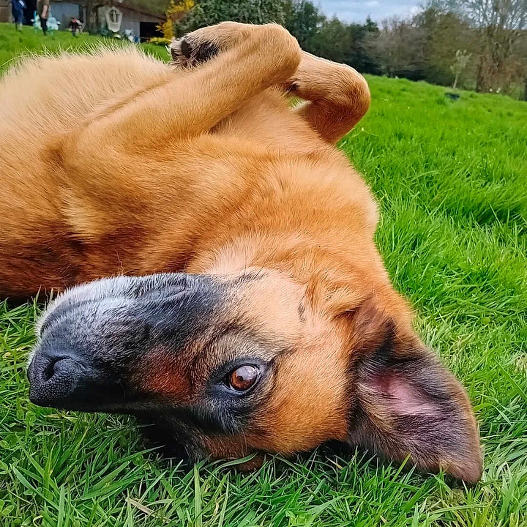 Sully a rejoint le concours — aidez-le/la à gagner de superbes lots ! animal, backyard, canine, daytime, dog, ears, eye, field, fur, grass, greenery, house, lying_down, mammal, nature, outdoor, pet, playful, relaxed, tree