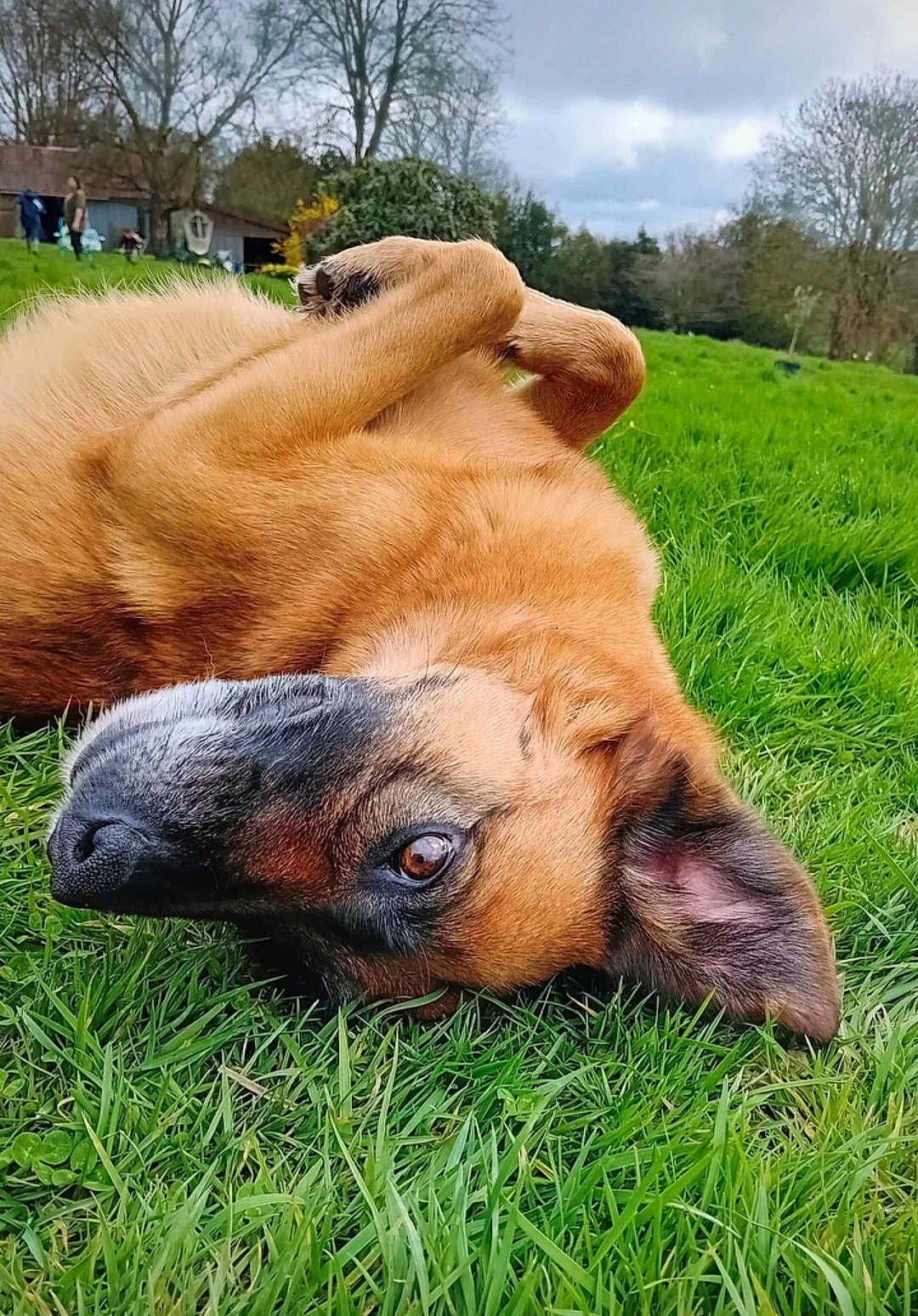Sully a rejoint le concours — aidez-le/la à gagner de superbes lots ! dog, grass, outdoor, animal, pet, lying_down, greenery, nature, canine, fur, ears, eye, playful, relaxed, field, backyard, tree, house, daytime, mammal