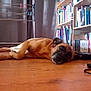 Sully a rejoint le concours — aidez-le/la à gagner de superbes lots ! dog, brown_dog, lying_down, wooden_floor, bookshelf, books, curtain, drying_rack, clothespins, indoor, relaxed, pet, animal, floor, shelving, literature, home, cozy, resting, casual