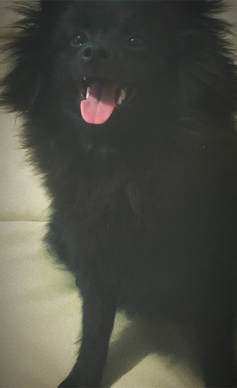 Tayna a rejoint le concours — aidez-le/la à gagner de superbes lots ! borador, canidae, carnivore, companion_dog, darkness, dog, dog_breed, fang, fur, jaw, non_sporting_group, shout, snout, spitz, sporting_group, tail, terrestrial_animal, whiskers, working_animal, working_dog