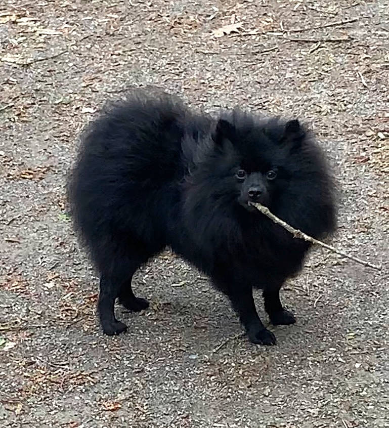 Tayna a rejoint le concours — aidez-le/la à gagner de superbes lots ! asphalt, black_cat, canidae, carnivore, cat, claw, dog_breed, felidae, foot, fur, german_spitz_mittel, paw, road_surface, shadow, small_to_medium_sized_cats, tail, terrestrial_animal, whiskers, wildlife