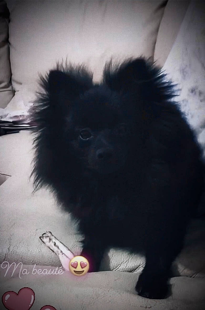 Tayna a rejoint le concours — aidez-le/la à gagner de superbes lots ! canidae, carnivore, claw, cloud, companion_dog, darkness, dog, dog_breed, fur, german_spitz, monochrome_photography, shadow, small_to_medium_sized_cats, spitz, sporting_group, tail, tints_and_shades, toy_dog, whiskers, working_animal