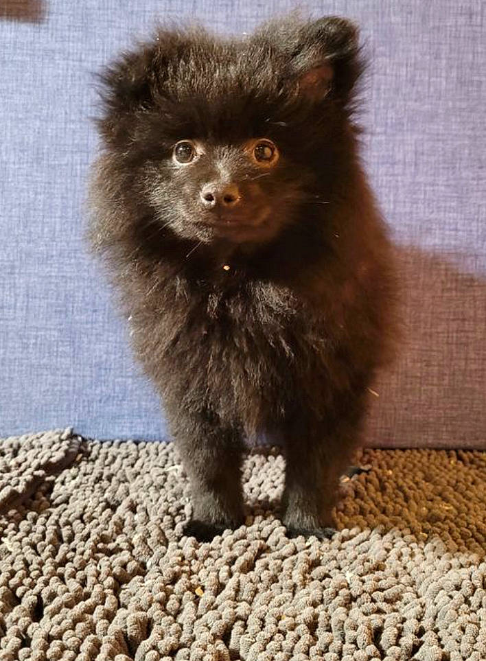 Tayna a rejoint le concours — aidez-le/la à gagner de superbes lots ! canidae, carnivore, companion_dog, dog, dog_breed, fawn, felidae, flooring, fur, liver, paw, pebble, puppy, snout, sporting_group, tail, terrestrial_animal, whiskers, wildlife, working_animal