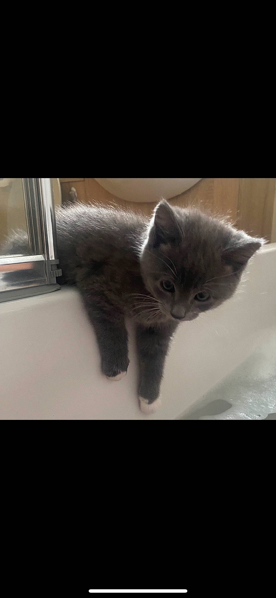 Chaos joined the competition — help win amazing prizes! carnivore, cat, claw, domestic_short_haired_cat, felidae, fur, grey, monochrome_photography, paw, small_to_medium_sized_cats, snout, tail, whiskers, window