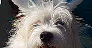 Casper is registered to the contest to win money with this photo: affenpinscher, animal, ball, bodypart, canine, dog, eskimodog, face, head, mouth, person, pet, poodle, puppy, sport, tennis, tennisball, terrier, tongue, whitedog