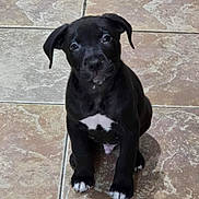 Cooper joined the competition — help win amazing prizes! accessories, animal, boxer, bulldog, canine, dog, flagstone, frenchbulldog, greatdane, hound, labradorretriever, path, pet, pitbull, puppy, slate, snout, strap, tile, walkway