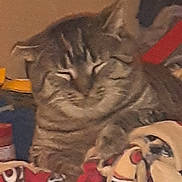 Jimmy John is registered to the contest to win money with this photo: cat, tabby, blanket, fringe, indoor, cozy, relaxed, sleepy, pet, animal, feline, striped, fur, resting, home, soft, warm, comfort, closeup, cute